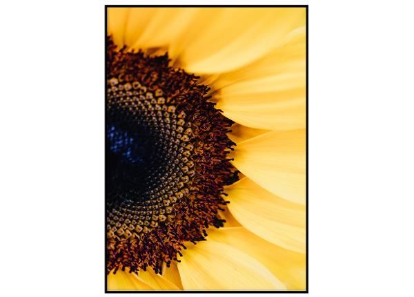 Seinäjuliste Kirkas auringonkukka