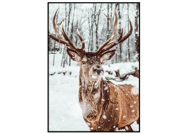 Seinäjuliste Luminen poro