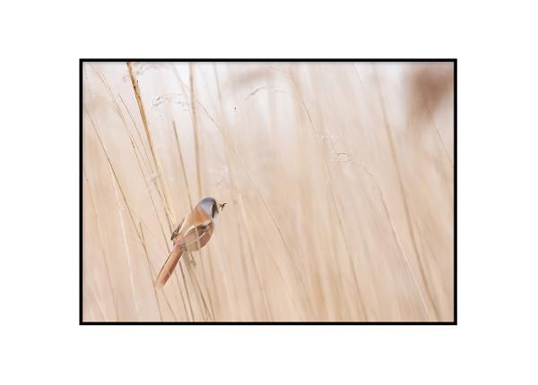 Seinäjuliste Pieni lintu