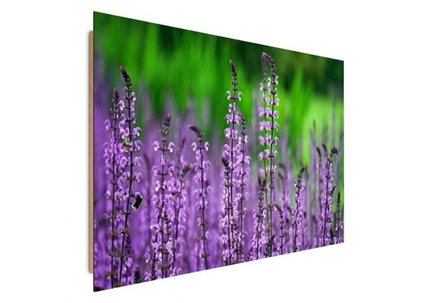 Taulu Blooming lavender 60x80 cm