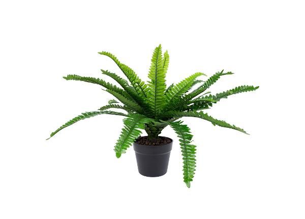 Tekokasvi Boston fern 60 cm