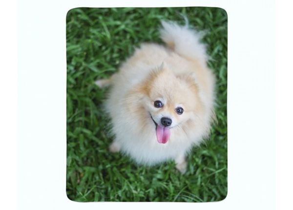 Torkkupeitto Happy Pomeranian Dog