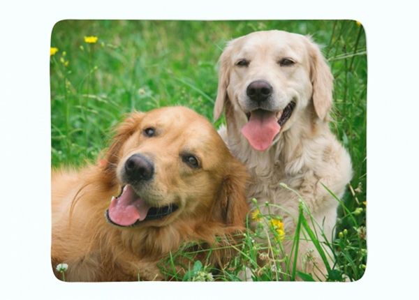 Torkkupeitto Labradors Retrievers in the Meadow 150x200 cm